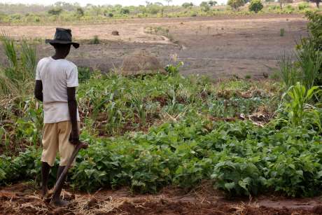 Click on image to see full-sized version A farmer surveys his crop in Manica province