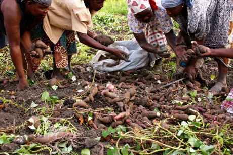Click on image to see full-sized version Women pick sweet potatoes near Maputo