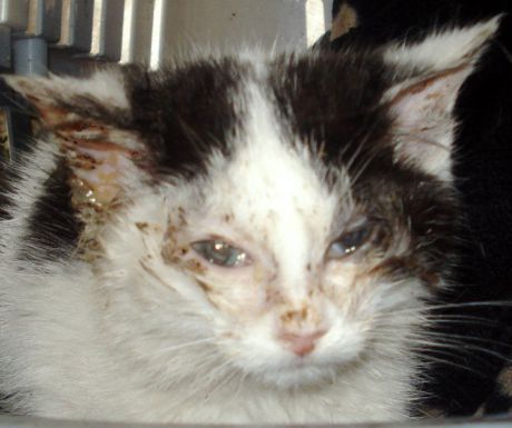 Sick feral kitten