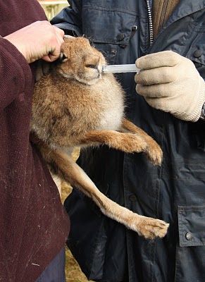 Click on image to see full-sized version Captured prior to coursing...
